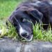 Pet Poisoning: What to Do in an Emergency and How to Prevent It Pet Poisoning