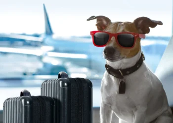 Getting Your Pet Ready for an International Move