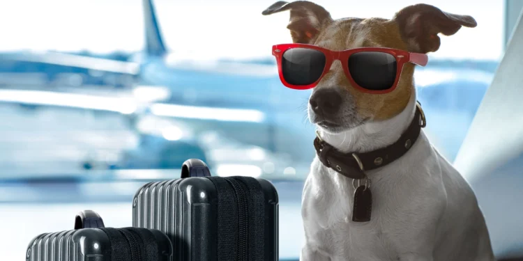 Getting Your Pet Ready for an International Move