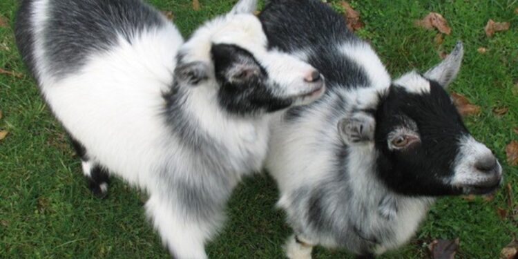 Pygmy Goat Behavior Temperament and Care Pygmy Goat