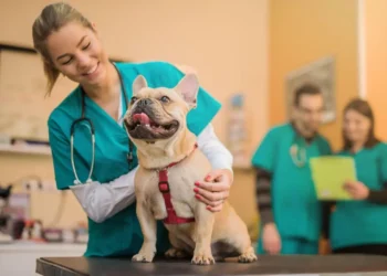 Veterinarian in Lancaster, PA