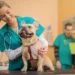 Veterinarian in Lancaster, PA: Finding Compassionate and Comprehensive Care for Your Pets Veterinarian in Lancaster, PA
