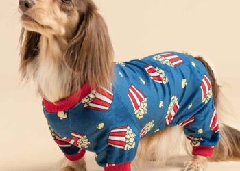 10 Essential Dachshund Clothes: Complete Style Guide for Your Pup Essential Dachshund Clothes