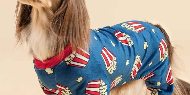 Essential Dachshund Clothes