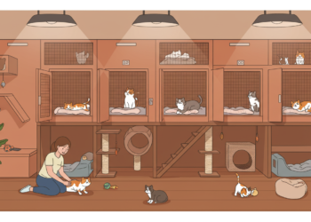 The Ultimate Guide to Stress-Free Cat Boarding: What Every Owner Needs to Know Stress-Free Cat Boarding