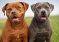 Difference Between Red and Blue Nose Pitbull