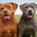 Difference Between Red and Blue Nose Pitbull Difference Between Red and Blue Nose Pitbull