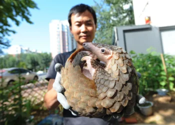 Noteworthy Environmental Impacts of Adopting a Pangolin