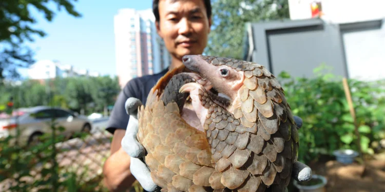 Noteworthy Environmental Impacts of Adopting a Pangolin Noteworthy Environmental Impacts of Adopting a Pangolin