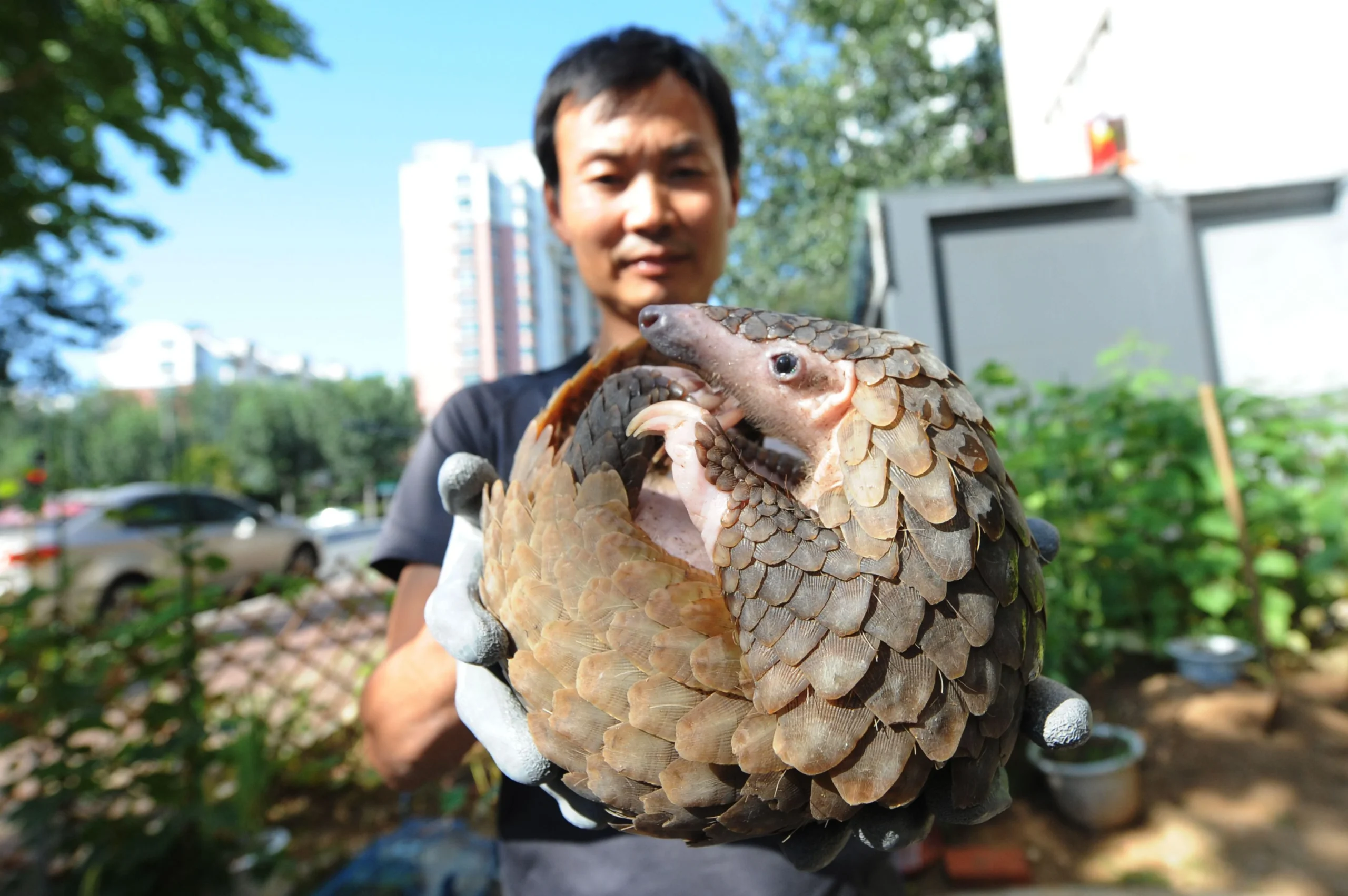 Noteworthy Environmental Impacts of Adopting a Pangolin