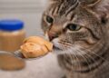 Can Cats have Peanut Butter? Risks, Myths and Safe Human Foods