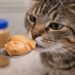 Can Cats have Peanut Butter? Risks, Myths and Safe Human Foods