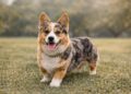 Corgi Mini Aussie Mix Explained Size, Personality and Lifestyle
