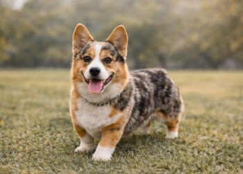 Corgi Mini Aussie Mix Explained Size, Personality and Lifestyle