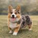 Corgi Mini Aussie Mix Explained Size, Personality and Lifestyle