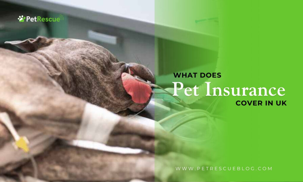What Does Pet Insurance Cover in UK