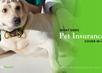 What Does Pet Insurance Cover in UK