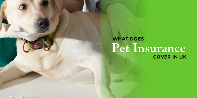 What Does Pet Insurance Cover in UK