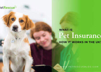 What is Pet Insurance in the UK