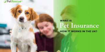 What is Pet Insurance in the UK