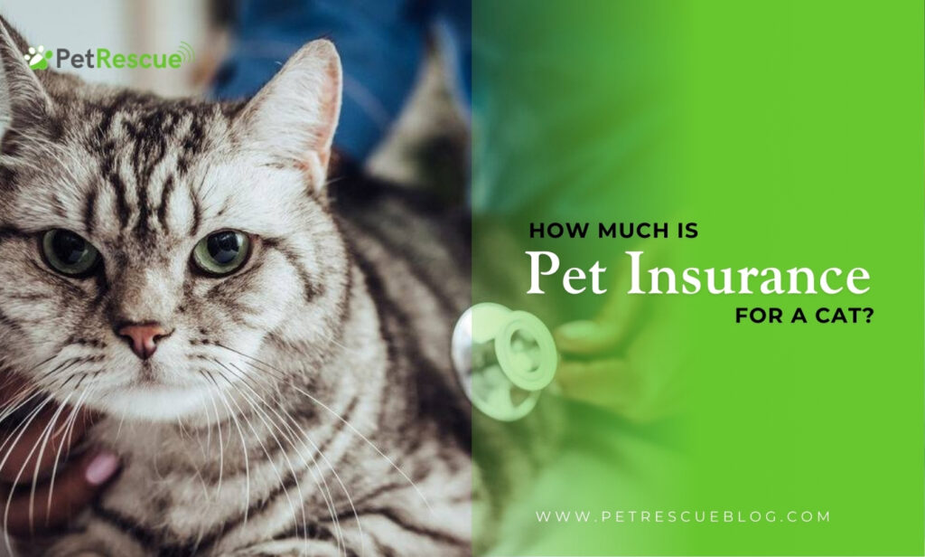Pet Insurance for Cats