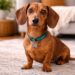 Why Dachshunds Are the Worst Breed Challenges, Myths and Facts