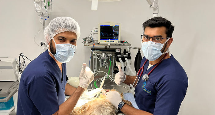 A Guide to Veterinary Surgery Insurance Veterinary Surgery Insurance