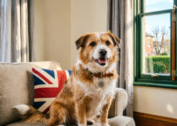Adopt a Dog in the UK