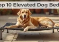 Top 10 Elevated Dog Beds
