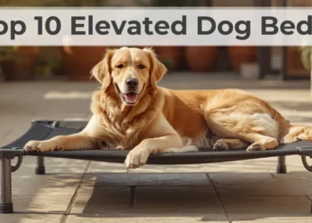 Top 10 Elevated Dog Beds
