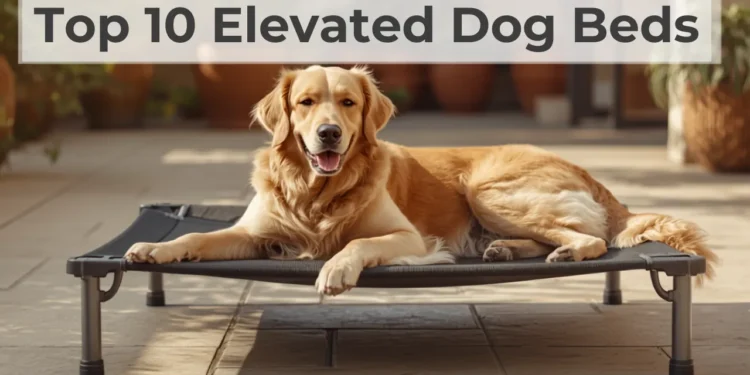 Top 10 Elevated Dog Beds for Cooler, More Comfortable Rest Top 10 Elevated Dog Beds