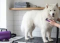 10 Best Dog Dryers UK Blog