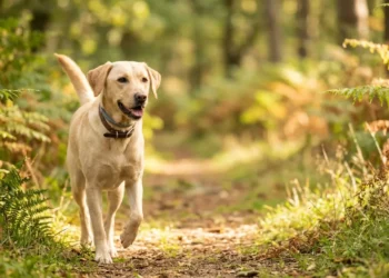 Top 10 Flea and Tick Collars for Dogs: 5 to Buy, 5 to Skip Happy rescue Labrador mix wearing a grey flea and tick collar on a UK woodland walk.