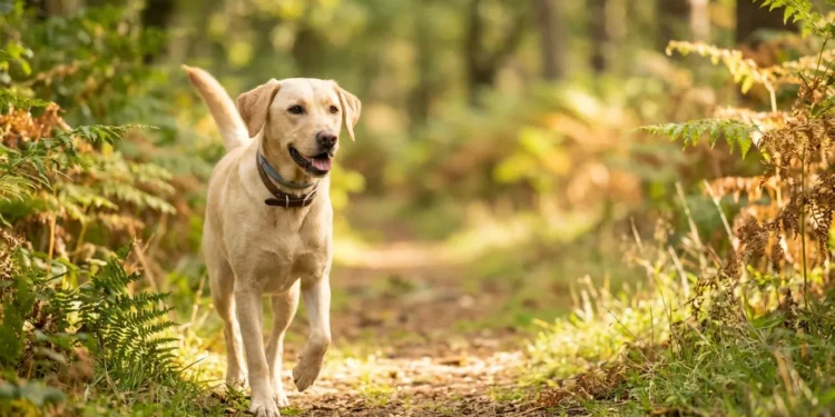 Top 10 Flea and Tick Collars for Dogs: 5 to Buy, 5 to Skip Happy rescue Labrador mix wearing a grey flea and tick collar on a UK woodland walk.