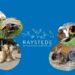 Raystede Centre for Animal Welfare: An Independent Guide to Adoption and Visiting Raystede