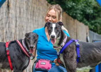Battersea Dogs and Cats Home: An Independent Guide to Rehoming, Fees and Support battersea the rehoming charity organisation
