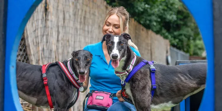 Battersea Dogs and Cats Home: An Independent Guide to Rehoming, Fees and Support battersea the rehoming charity organisation