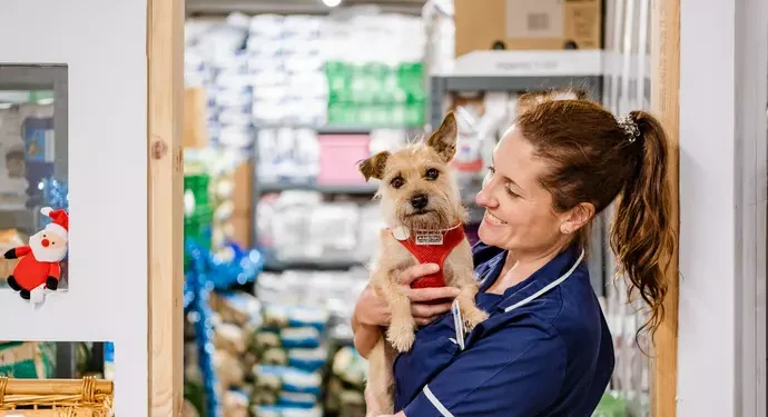 Blue Cross: An Independent Guide to Adoption, Rehoming and Pet Help blue cross