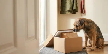 Border Terrier sniffing a dog food subscription box delivered to a UK front door