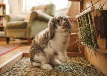 Healthy rescue rabbit eating hay indoors, a calm start to checking a rabbit for worms