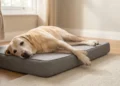 Senior Labrador resting on a low orthopedic memory foam dog bed in a UK living room